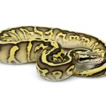 ball python, leopard butter pastel