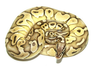 ball python, butter pastel fader