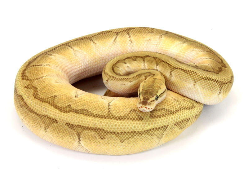 ball python, butter pastel pinstripe