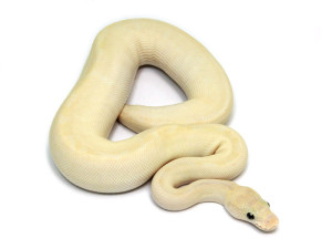 ball python, butter pastel special