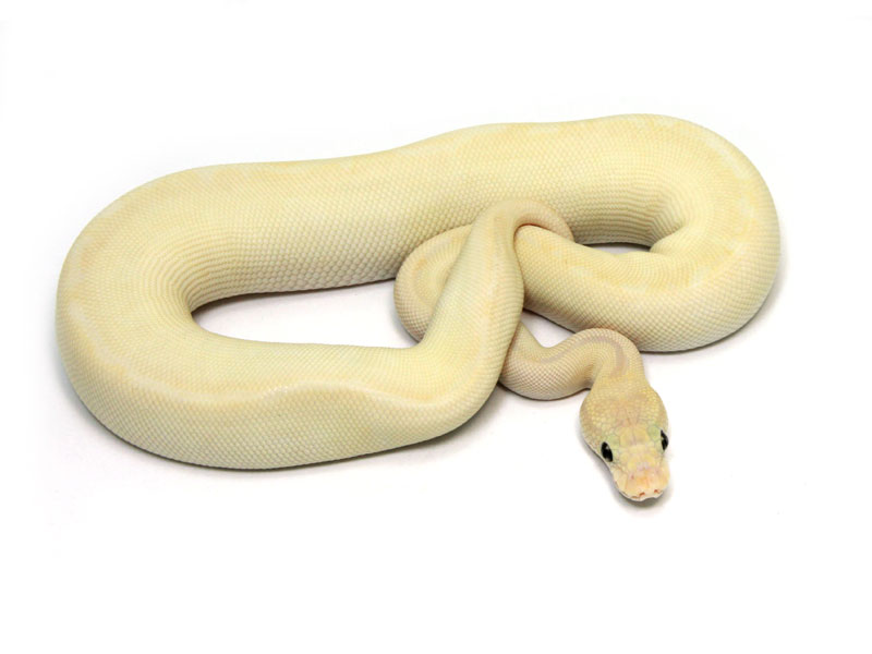 ball python, butter pastel special