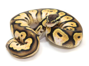 ball python, calico pastel