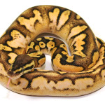 ball python, calico pastel fader