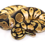 ball python, calico pastel paradox
