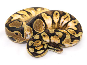 ball python, calico pastel paradox