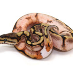 ball python, calico spider ringer