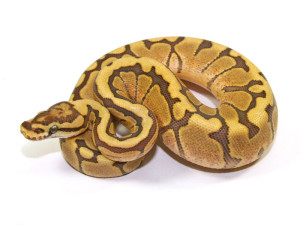 ball python, caramel spider