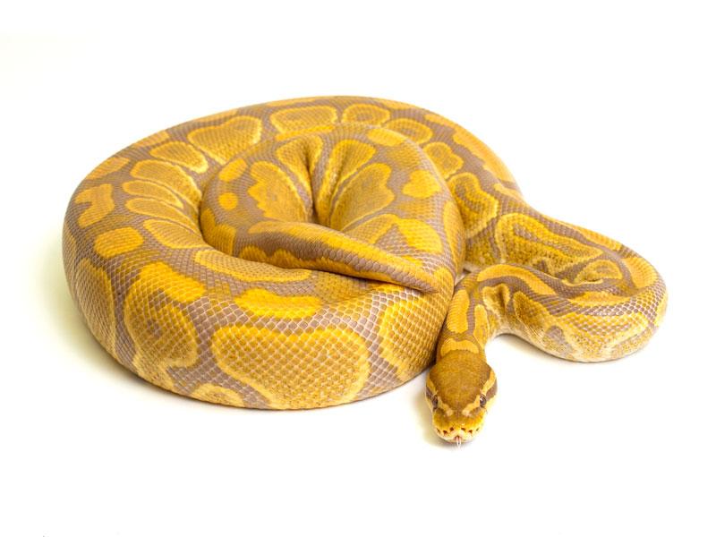 ball python, caramel albino