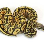 ball python, citrus pastel yellow belly ghost
