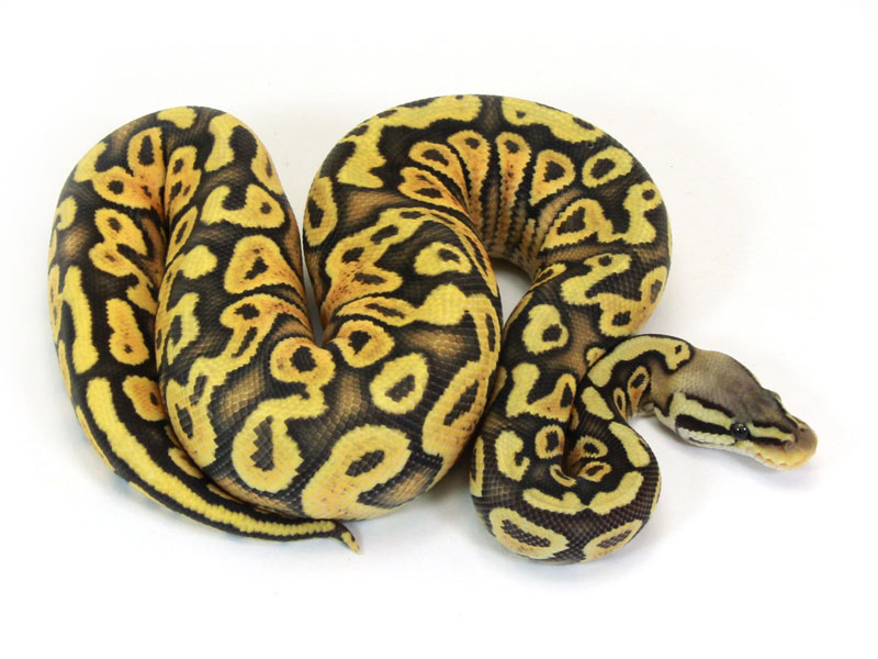 ball python, citrus pastel yellow belly ghost