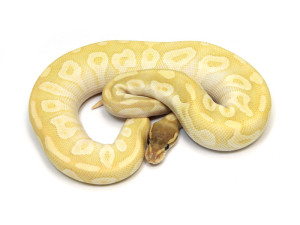 ball python, crystal