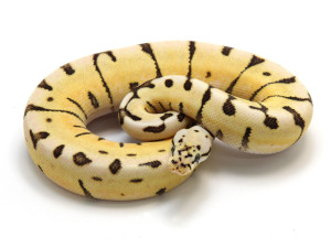 ball python, desert bumble bee