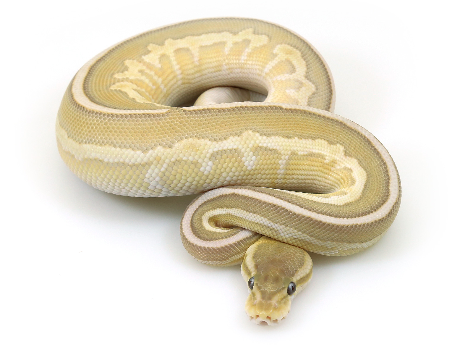 Banana Pastel Ball Python Ghost. 