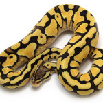 ball python, desert pastel
