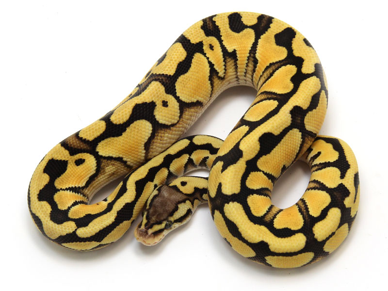 ball python, desert pastel