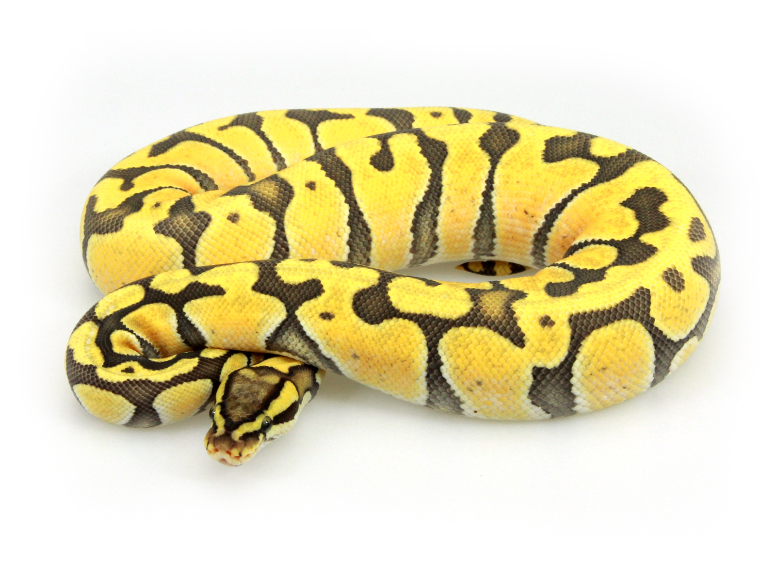 Gallery of Pastel Ghost Ball Python.