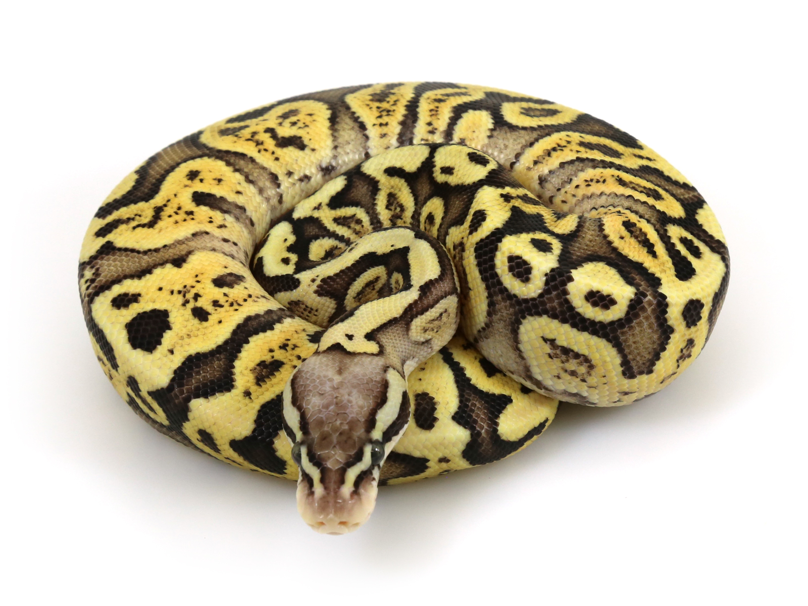 Gallery of Lesser Ghi Ball Python.