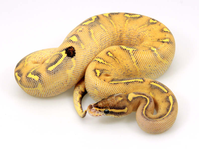 Banana Enchi | Markus Jayne Ball Pythons