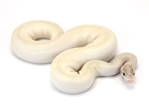 ball python, ivory