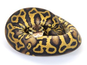 ball python, leopard pastel