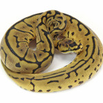 ball python, leopard spider