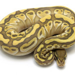 ball python, lesser ghost