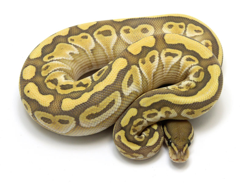 ball python, lesser ghost