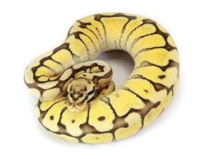 ball python, mojave bumble bee