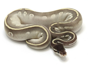 ball python, mojave mystic
