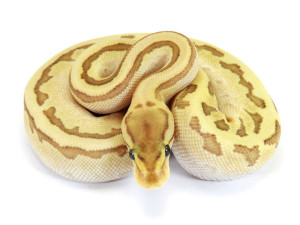 Ball Python, Orange Dream Butter Pinstripe Fire