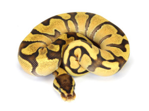 Ball Python, Orange Dream Enchi Fire