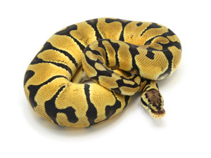 Ball Python, Orange Dream Pastel Blade