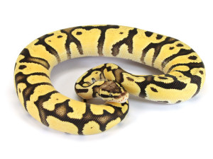 Ball Python, Orange Dream Pastel Fire