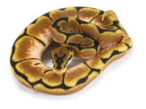 Ball Python, Orange Dream Spider