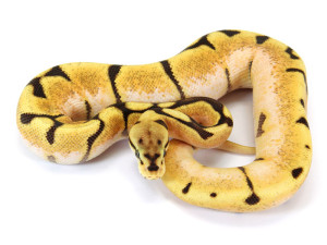 Ball Python, Orange Dream Spider Fire