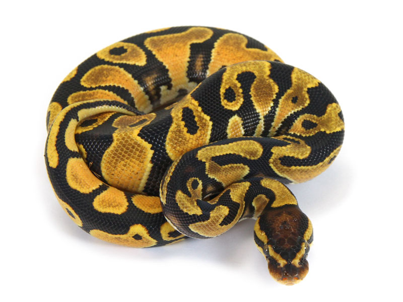 Ball Python, Orange Dream Yellow Belly