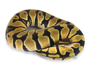 Ball Python, Orange Dream