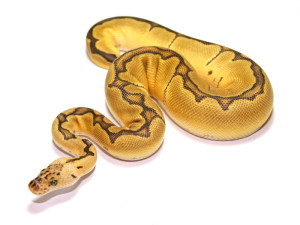 ball python, clown pastel blade