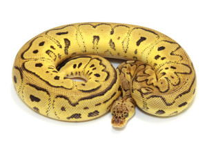 ball python, pastel clown