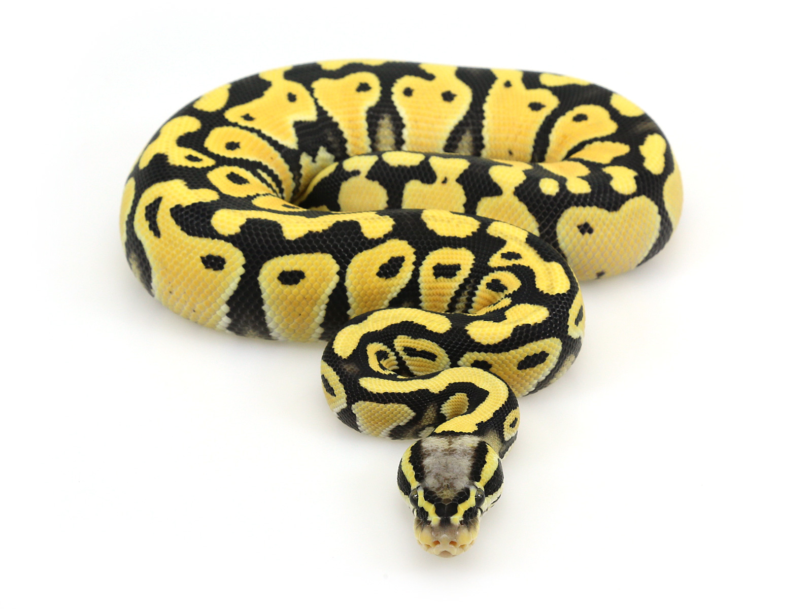 Ghost Ball Python - Northwest Reptiles - Orange Ghost Ball Python Descrip.....