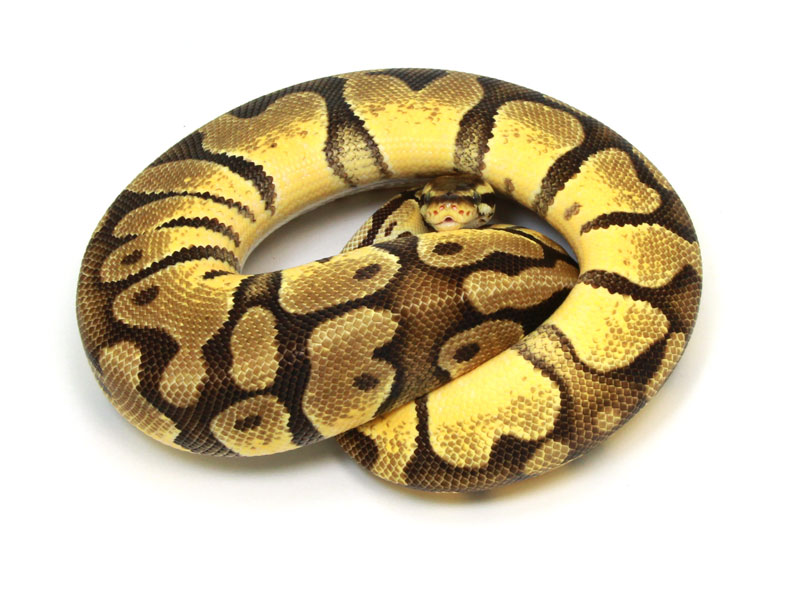ball python, pastel enchi