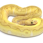 ball python, pastel lesser clown