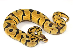 ball python, pastel super blade