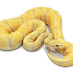 ball python, paradox pastel toffino