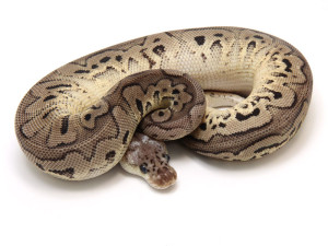 ball python, pewter clown