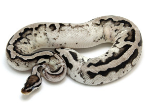 Ball Python, Piebald Axanthic Pastel