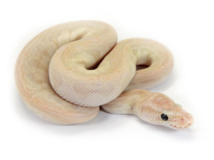 ball python, special diamond