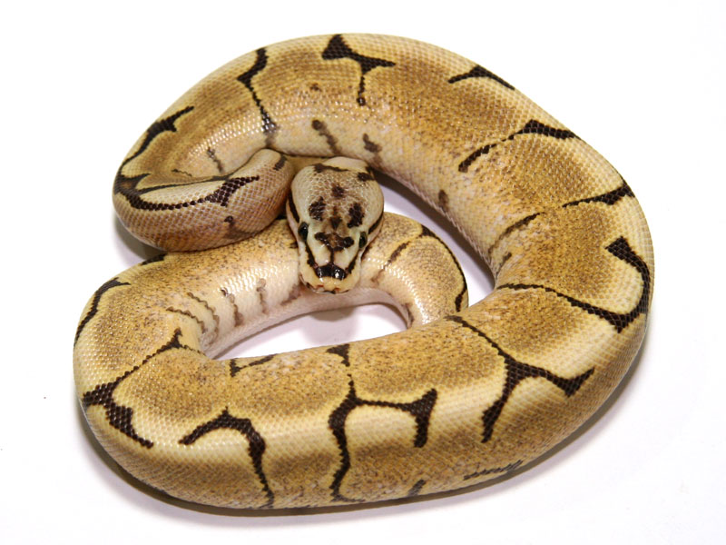Gallery of Nuclear Spider Ball Python.
