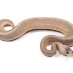 ball python, sterling pinstripe