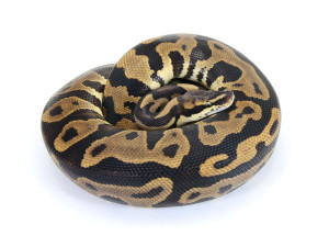 ball python, super leopard